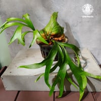 【タイ直輸入・現地選抜】Platycerium coronarium ｜ビカクシダ コロナリウム｜ビカクシダ原種｜Platycerium｜