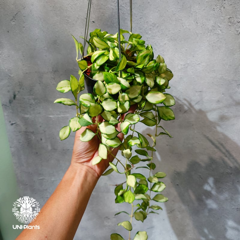 タイ直輸入・ホヤ植物 希少】Hoya Heuschkeliana variegata｜ホヤ