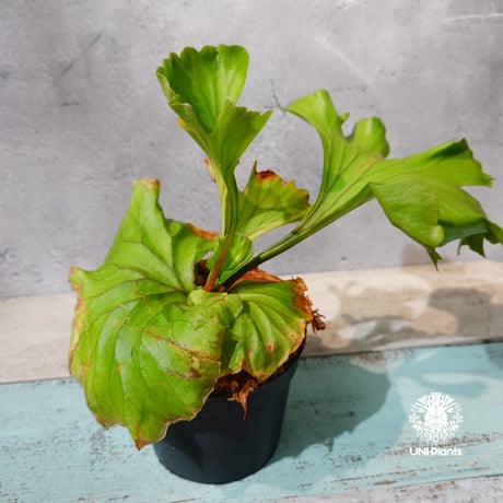 CATEGORY ビカクシダ (Platycerium） | UNI-Plants ビカクシダ