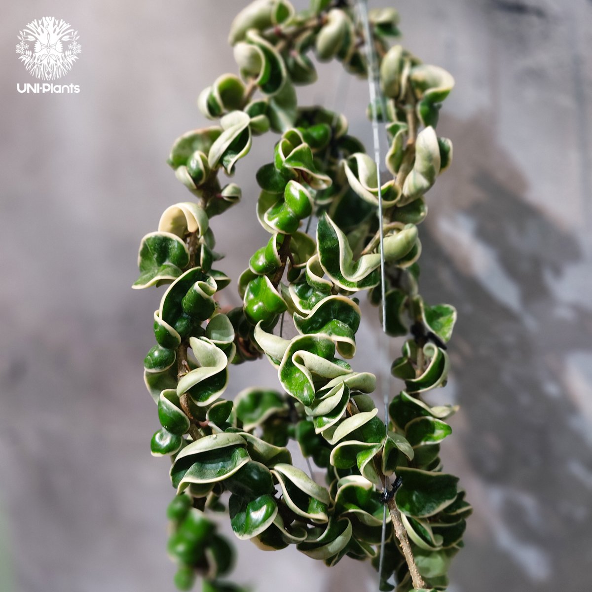 レア　ホヤ　Hoya lncurvula albomarginataサクララン タイ直輸入・ホヤ植物 希少】Hoya Compacta Albomarginata long