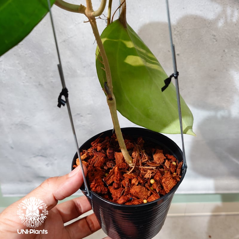タイ直輸入・ホヤ植物 希少】Hoya Sarawak pink｜ホヤ サラワック