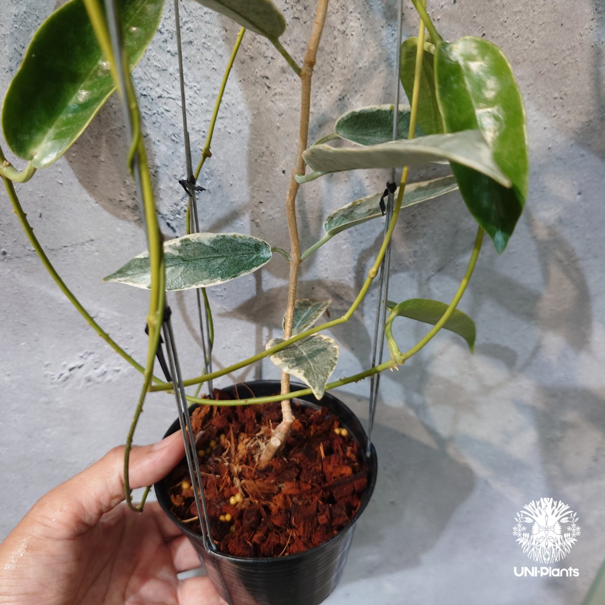 レア　ホヤ　Hoya archboldiana albomarginata美株 タイ直輸入・ホヤ植物 希少】Hoya 'Archboldiana albomarginat