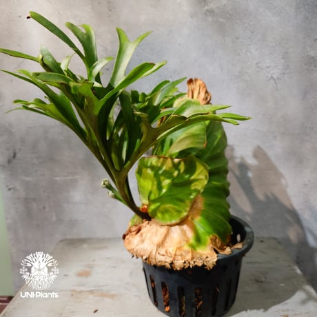 【タイ直輸入・現地選抜】Platycerium Kitshakood 'king'｜ビカクシダ キッチャクード 'キング '｜ビカクシダハイブリッド｜Platycerium｜ビカクシダ
