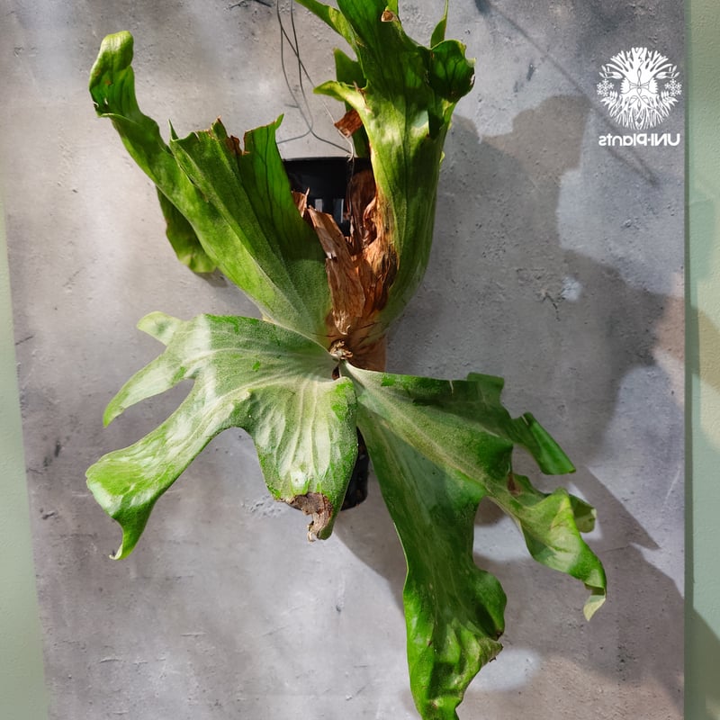 タイ直輸入・現地選抜】Platycerium wallichii ｜ビカクシダ ワリチー