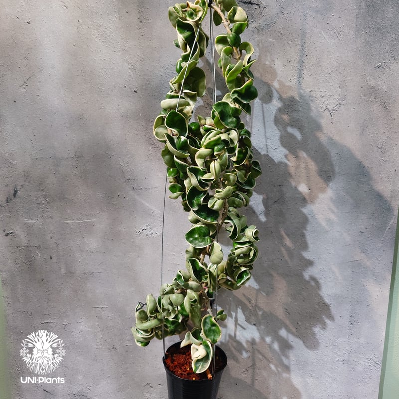タイ直輸入・ホヤ植物 希少】Hoya Compacta Albomarginata long