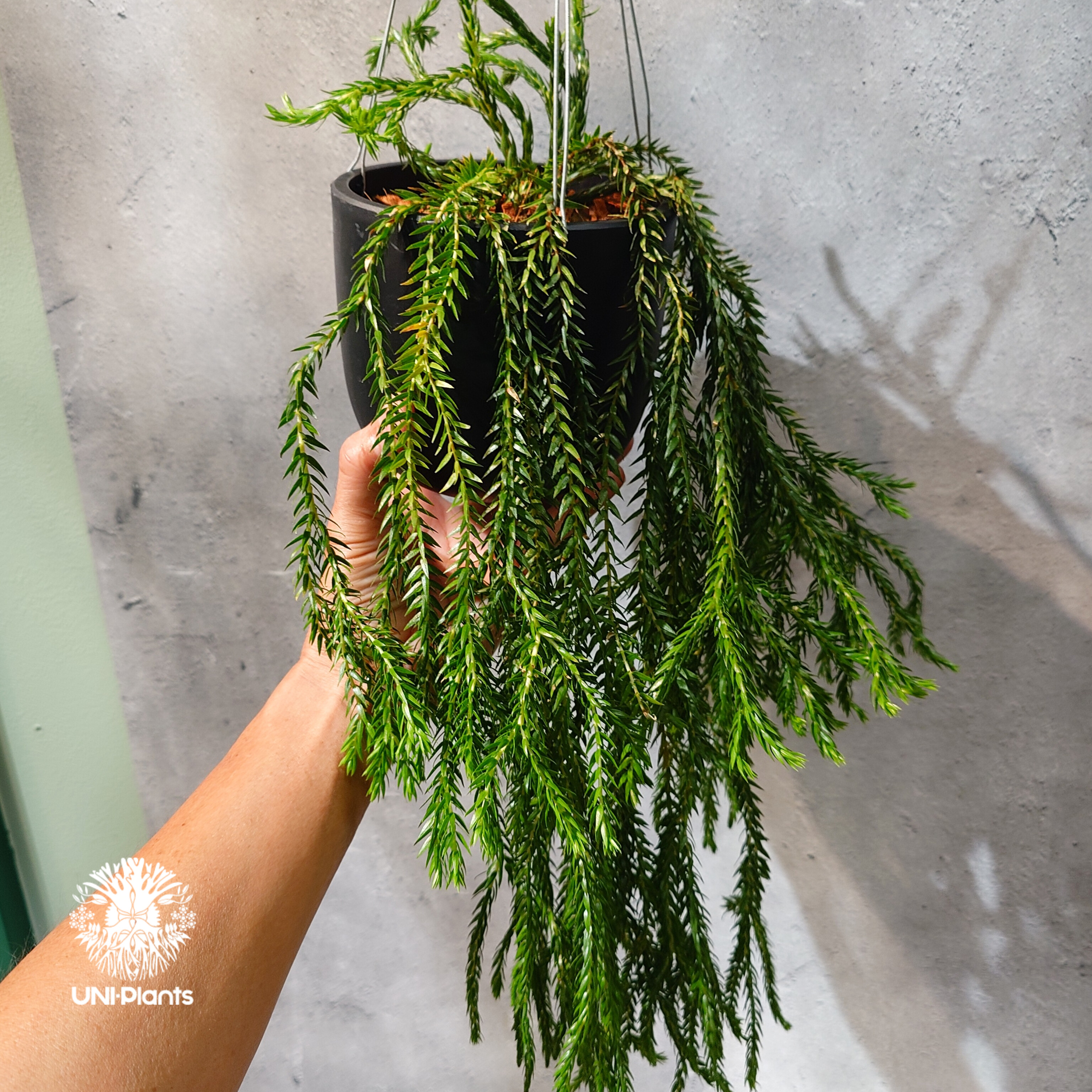 フペルジア　カリナータ　huperzia carinata タイ直輸入・現地選抜】Huperzia carinata dwarf｜フペルジア