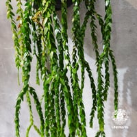 【タイ直輸入・現地選抜】Huperzia hang hong｜フペルジア ハンホン｜フペルジア｜Huperzia｜着生シダ植物