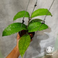 【タイ直輸入・ホヤ植物 希少】Hoya Aceh fish bone red｜ホヤ アチェ フィッシュボーン レッド ｜希少種｜ホヤ植物｜斑入り植物｜レアなホヤ植物