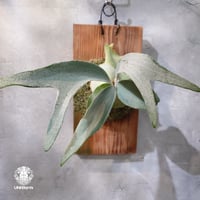 【国内繁殖株・一点物】Platycerium pewchan｜ビカクシダ ピューチャン | ビカクシ | Platycerium  | 着生植物