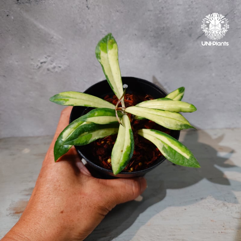 タイ直輸入・ホヤ植物 希少】Hoya Rigidifolia variegated｜ホヤ リ