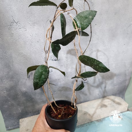 【タイ直輸入・ホヤ植物】Hoya Caudata｜ホヤ カウダータ｜Hoya plants｜ホヤ植物｜ホヤの花｜つる性植物