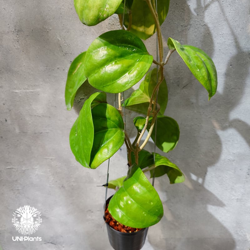 タイ直輸入・ホヤ植物 希少】Hoya Sarawak pink｜ホヤ サラワック