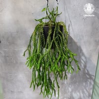 【タイ直輸入・現地選抜】Huperzia carinata dwarf｜フペルジア カリナータ ドワーフ｜フペルジア｜Huperzia｜着生シダ植物