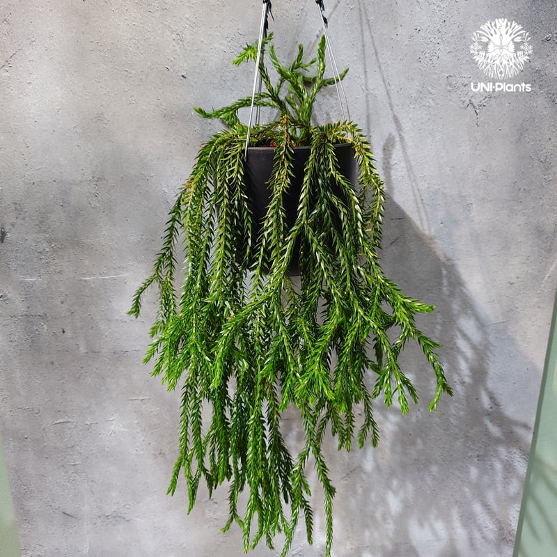 タイ直輸入・現地選抜】Huperzia carinata dwarf｜フペルジア