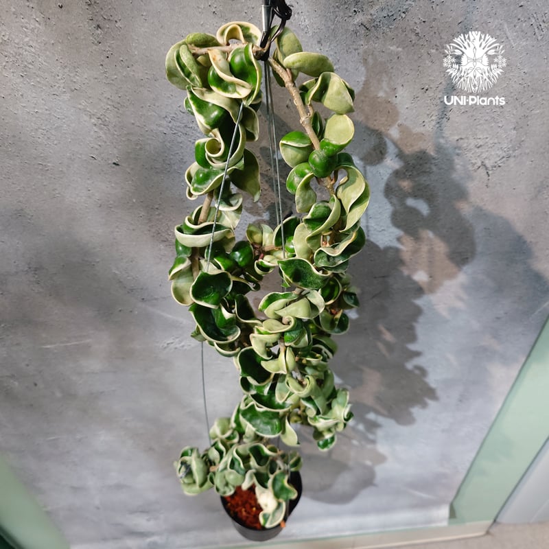 タイ直輸入・ホヤ植物 希少】Hoya Compacta Albomarginata long