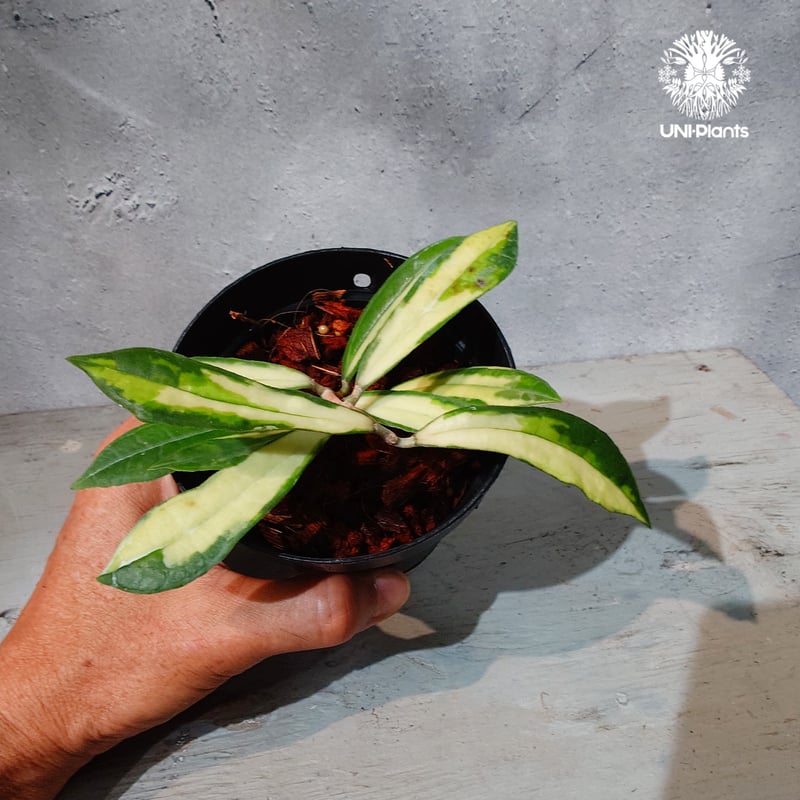 タイ直輸入・ホヤ植物 希少】Hoya Rigidifolia variegated｜ホヤ リ