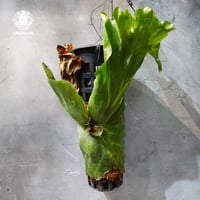 【タイ直輸入・現地選抜】Platycerium grande ｜ビカクシダ グランデ｜ビカクシダ原種｜Platycerium｜