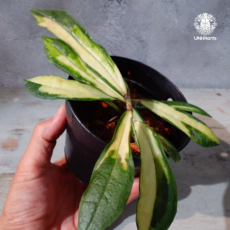 タイ直輸入・ホヤ植物 希少】Hoya Rigidifolia variegated｜ホヤ リ