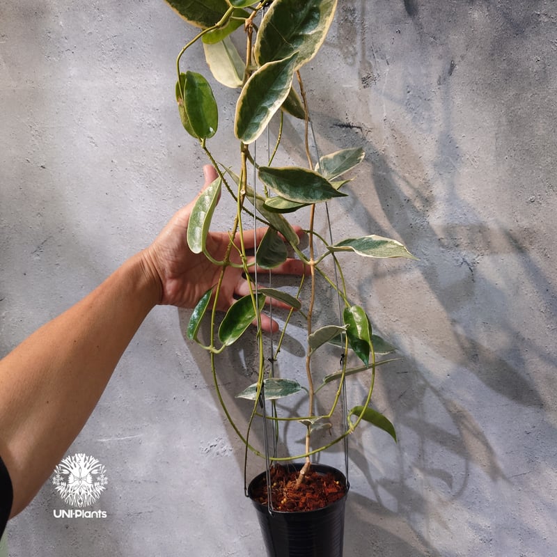 レア　ホヤ　Hoya archboldiana albomarginata美株 タイ直輸入・ホヤ植物 希少】Hoya 'Archboldiana albomarginat