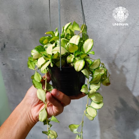 【タイ直輸入・ホヤ植物 希少】Hoya Heuschkeliana variegata｜ホヤ ヘウスケリアナ バリエガータ｜希少種｜斑入りホヤ植物｜レアなホヤ植物