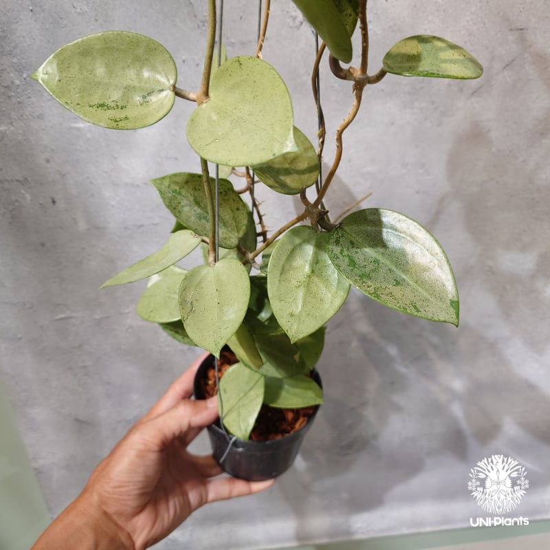 タイ直輸入・ホヤ植物 希少】Hoya parasitica 'Heart Leaves Si