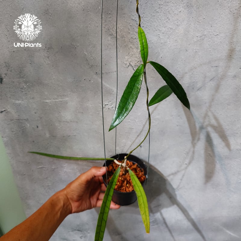 植物　予約専用ページ ご予約者様専用ページ 】ご予約No.UN-260710-1220 | Hoya Callis