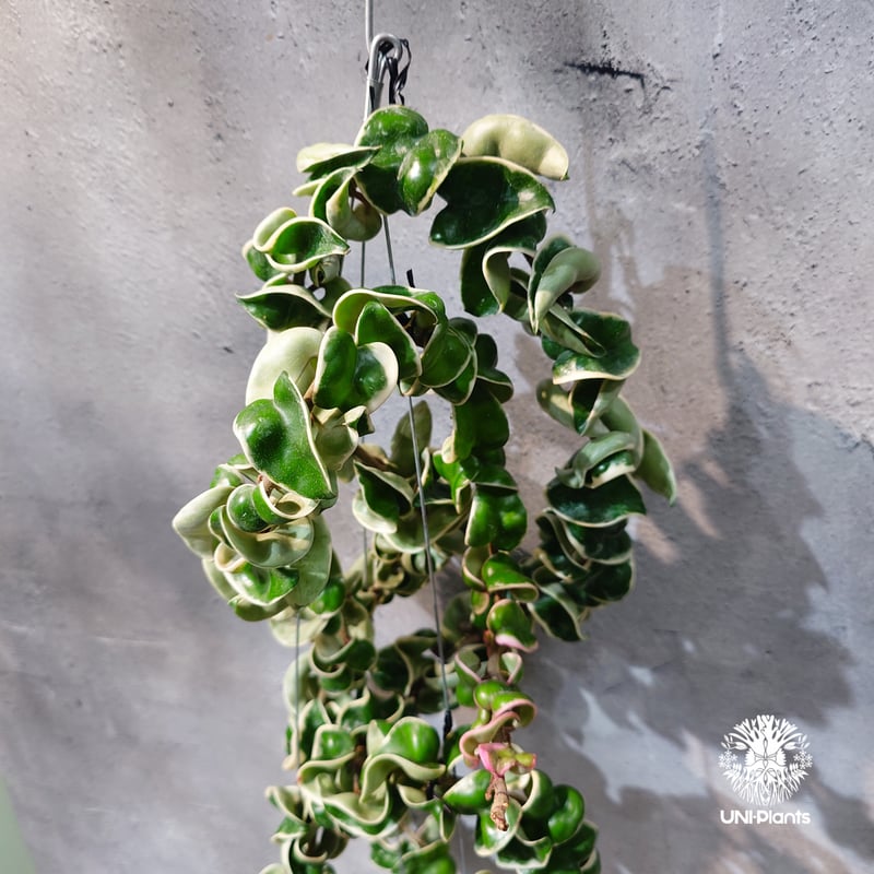 タイ直輸入・ホヤ植物 希少】Hoya Compacta Albomarginata long