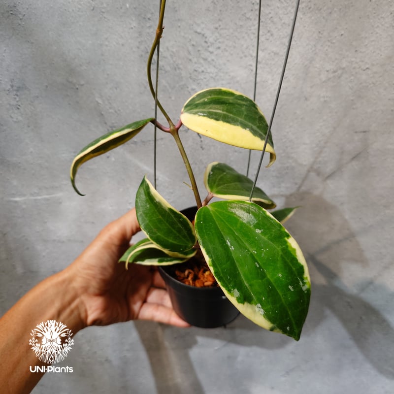 タイ直輸入・ホヤ植物 希少】Hoya latifolia 'Albomarginata' (