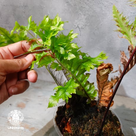 【タイ直輸入・現地選抜】Drynaria rigidula var ' Whitei '｜ドリナリア リギデュラ 'ホワイティ'｜ドリナリア｜Drynaria｜着生シダ植物