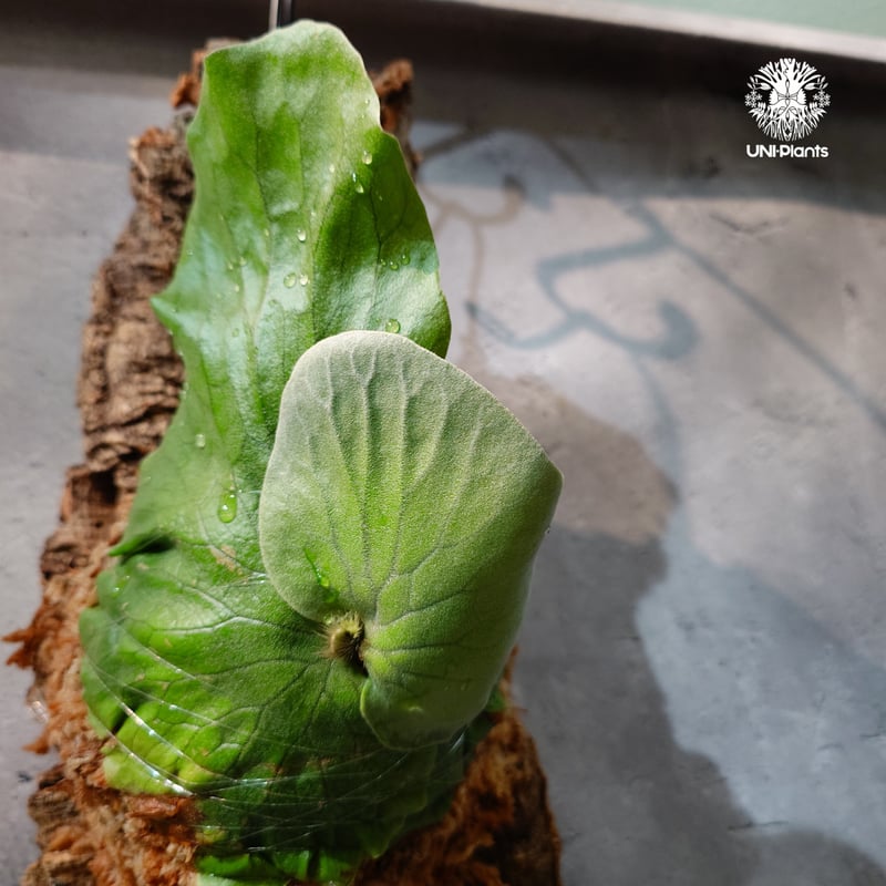 国内繁殖株・一点物】Platycerium Neptune｜ビカクシダ ネプチューン