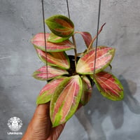 タイ直輸入・ホヤ植物 希少】Hoya Rigidifolia variegated｜ホヤ リ