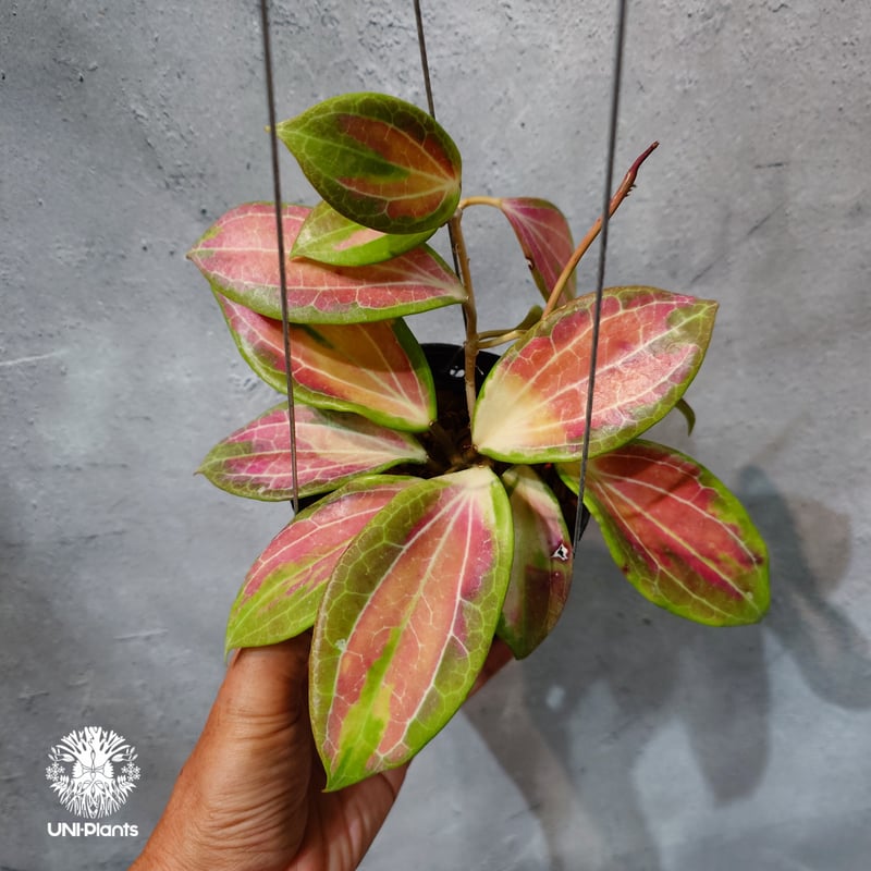 タイ直輸入・ホヤ植物 希少】Hoya merrillii variegata｜ホヤ メリリー