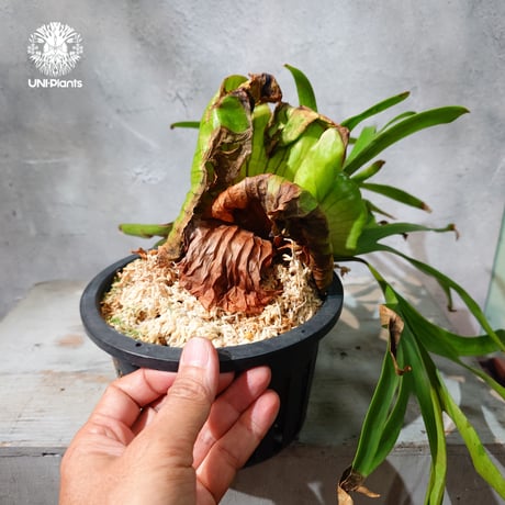 【タイ直輸入・現地選抜】Platycerium Ravana｜ビカクシダ  'ラヴェナ '｜ビカクシダハイブリッド｜Platycerium｜ビカクシダ