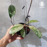 【タイ直輸入・ホヤ植物 希少】Hoya Gunung gading ghost｜ホヤ グヌン ガディン ゴースト ｜珍品植物｜斑入りホヤ植物｜レアなホヤ植物