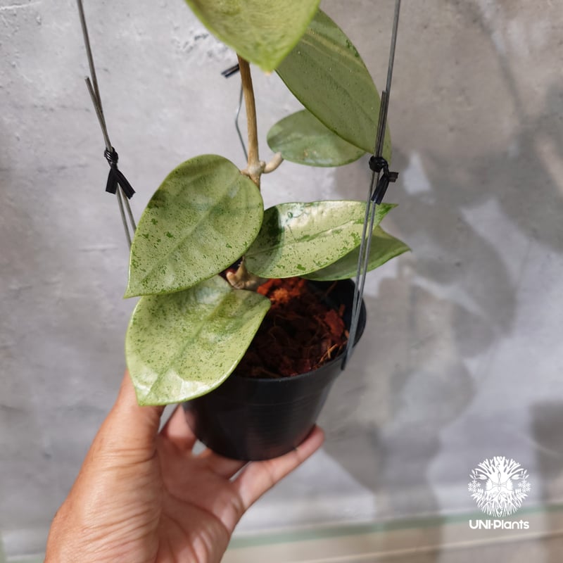 タイ直輸入・ホヤ植物 希少】Hoya parasitica 'Heart Leaves Si