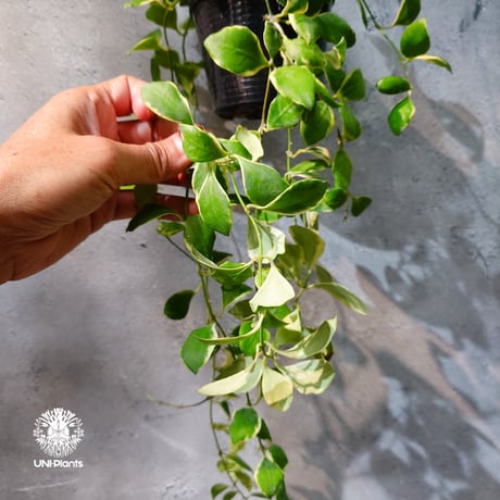 【タイ直輸入・ホヤ植物 希少】Hoya heuschkeliana 'Albomarginata '｜ホヤ ヘウスケリアナ アルボマルギナータ｜希少種｜斑入りホヤ植物｜レアなホヤ植物