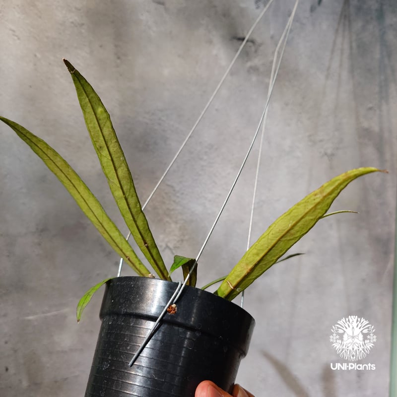 タイ直輸入・ホヤ植物 希少】Hoya Callistophylla 'Jungle Spea
