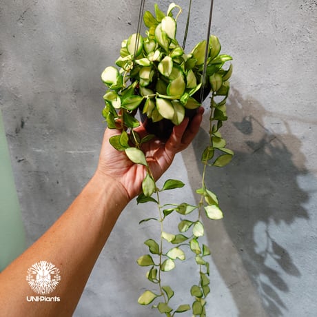 【タイ直輸入・ホヤ植物 希少】Hoya Heuschkeliana variegata｜ホヤ ヘウスケリアナ バリエガータ｜希少種｜斑入りホヤ植物｜レアなホヤ植物