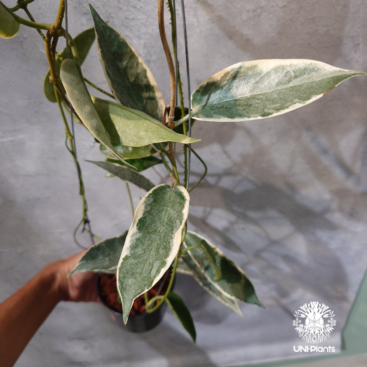 タイ直輸入・ホヤ植物 希少】Hoya 'Archboldiana albomarginat