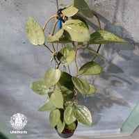 【タイ直輸入・ホヤ植物 希少】Hoya parasitica 'Heart Leaves Silver' ｜ホヤ・パラシティカ ハートリーブス シルバー｜希少種｜ホヤ植物｜つる性植物｜レアなホヤ植物