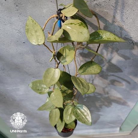 CATEGORY ホヤ植物 (Hoya) | UNI-Plants ビカクシダ、ホヤ植物、着生