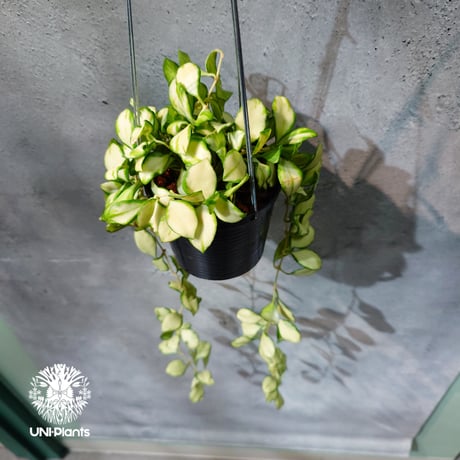 【タイ直輸入・ホヤ植物 希少】Hoya Heuschkeliana variegata｜ホヤ ヘウスケリアナ バリエガータ｜希少種｜斑入りホヤ植物｜レアなホヤ植物