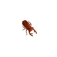 クワガタ　ブラウン