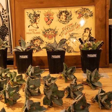 牛乳植物研究所