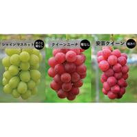 3房SET　■ シャインマスカット（大房）×1房　■ クイーンニーナ（大房）×1房　■ 安芸クイーン（種あり・大房）×1房
