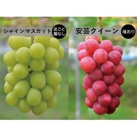 2房SET　■ シャインマスカット（中房）×1房　■ 安芸クイーン（種あり・中房）×1房