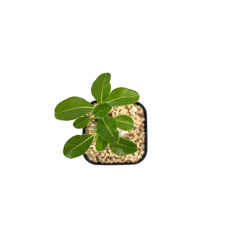 6a52fb5c4adcc2b0dcb652f3