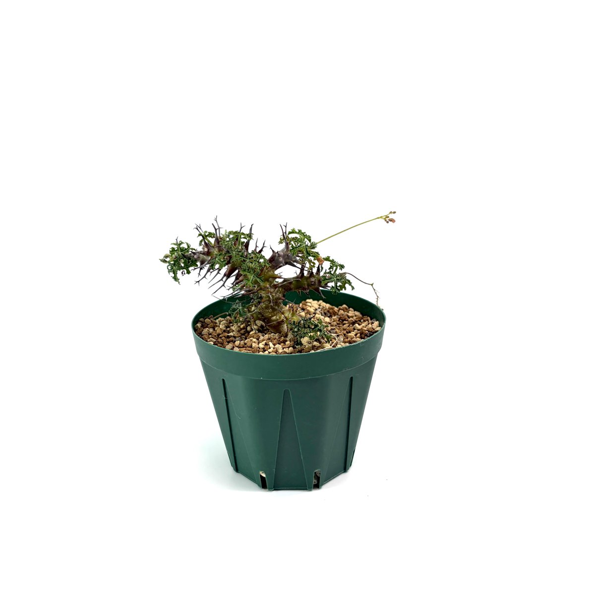 Jatropha ヤトロファ テイカザクラ 斑入り 7号鉢 ヤトロファ(Jatropha