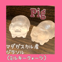 ジラソルの子豚ちゃん