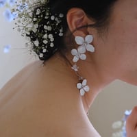 Hydrangea